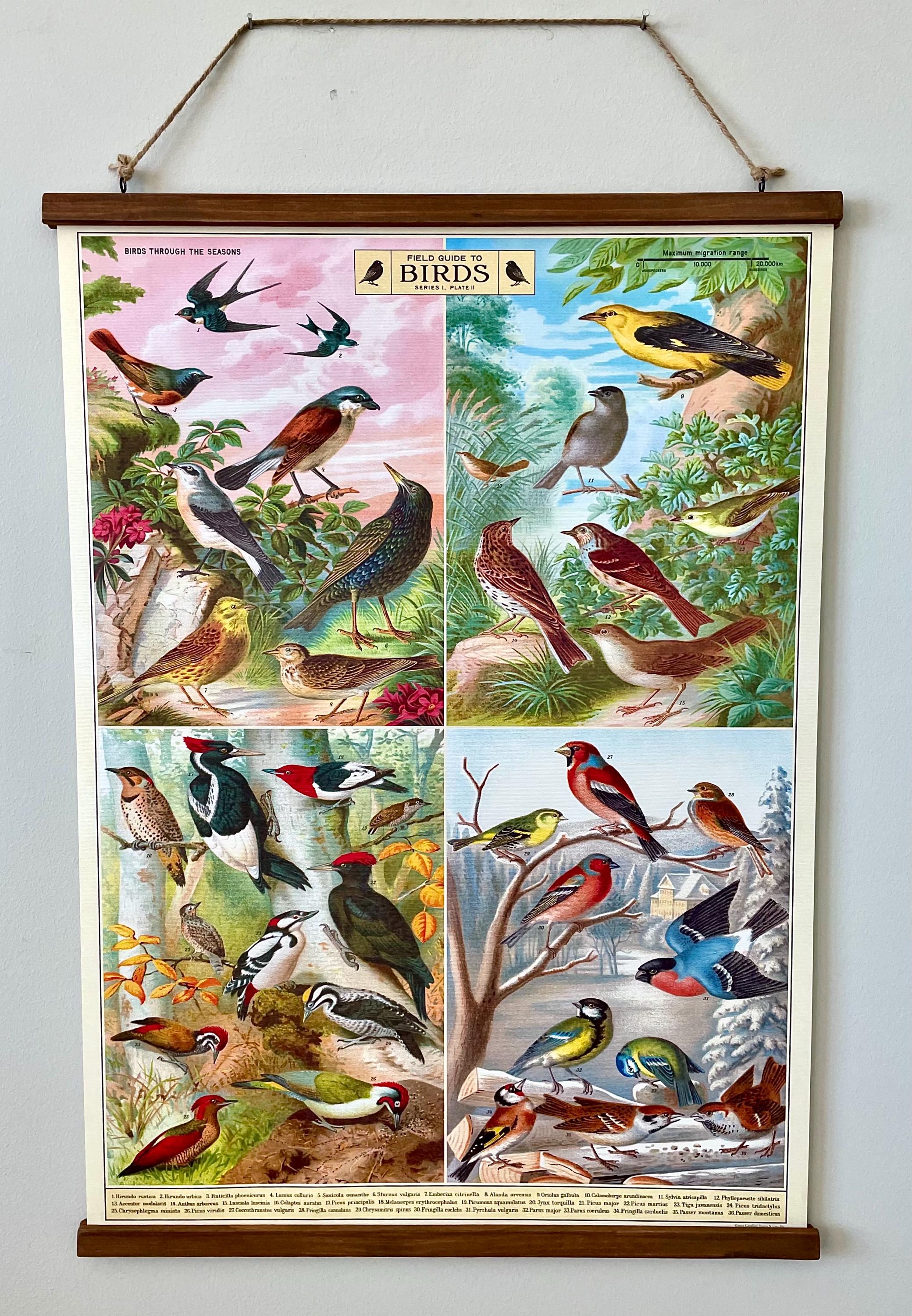 Field Guide to Birds- Vintage Style Poster with Handcrafted Wood Stretcher Bars