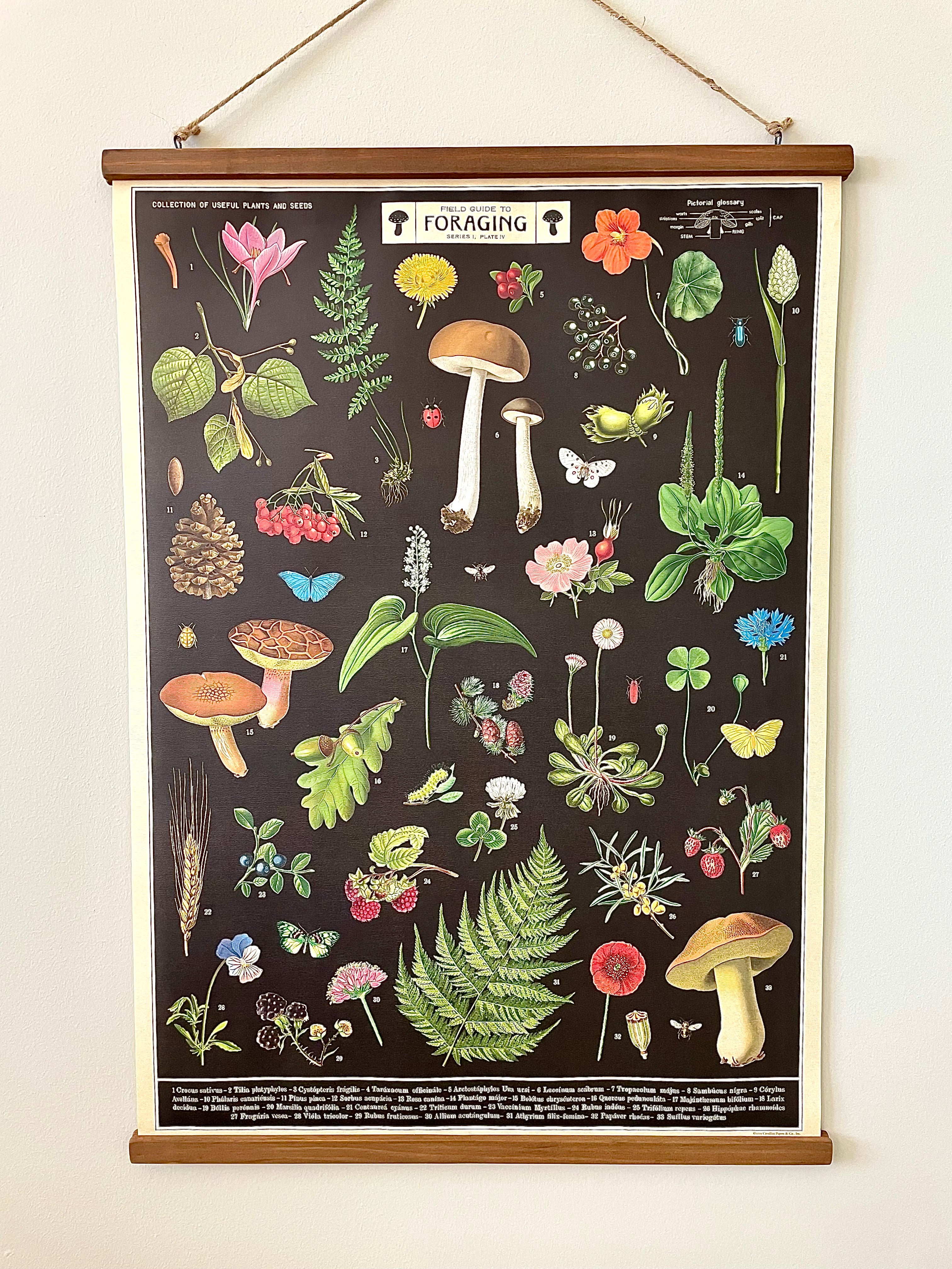 Field Guide Poster -Vintage Style Foraging Chart