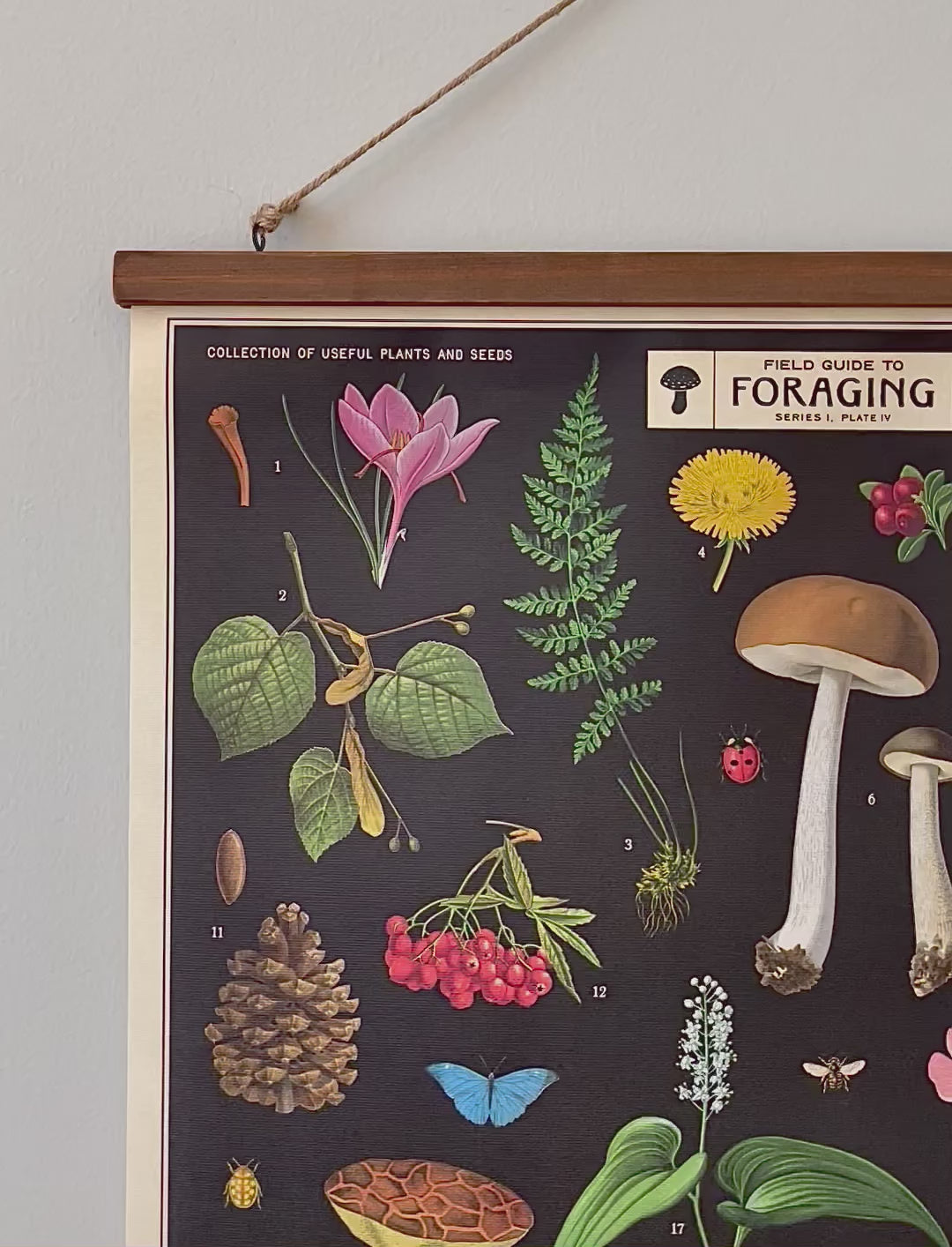 Field Guide Poster -Vintage Style Foraging Chart